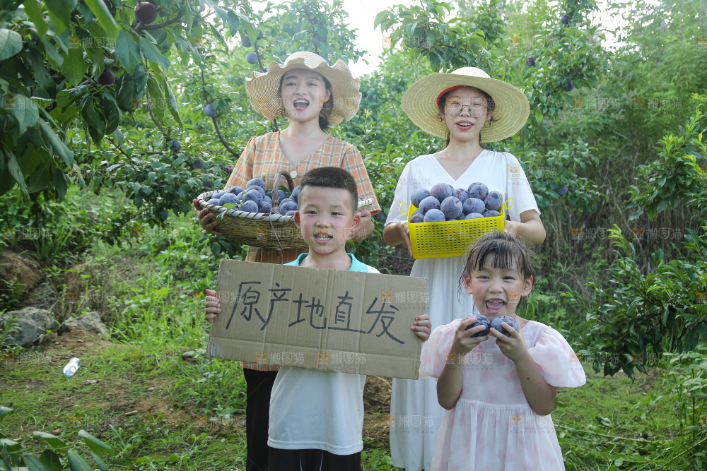 新鲜现摘黑布林
