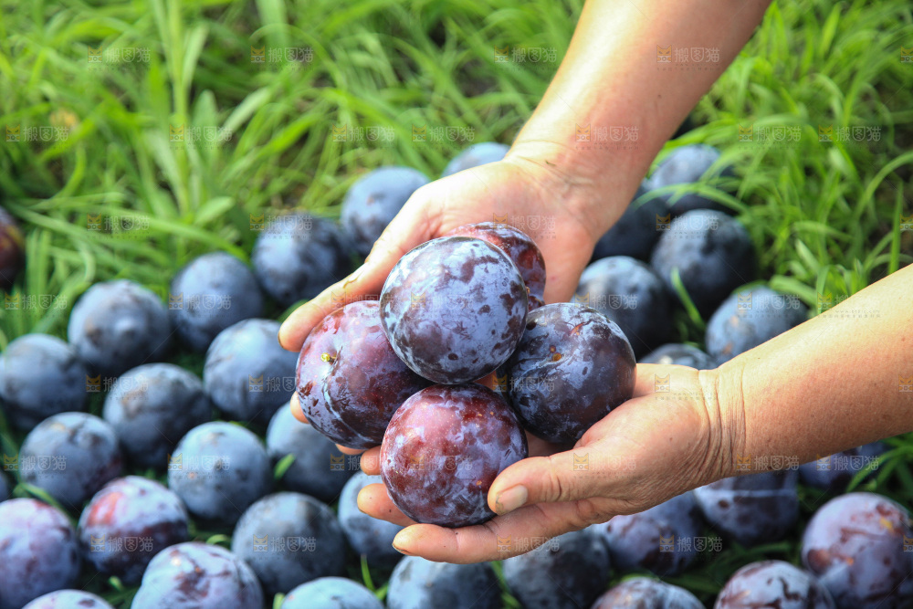 新鲜现摘黑布林