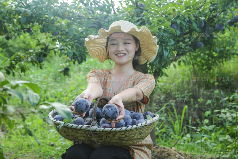 新鲜现摘黑布林
