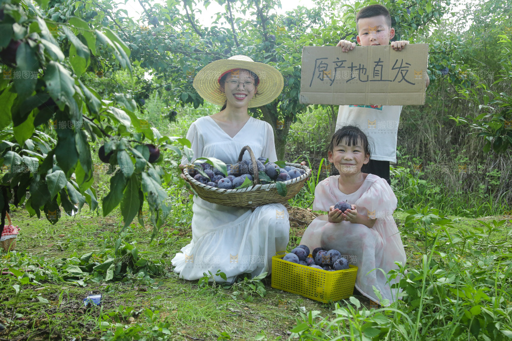 新鲜现摘黑布林