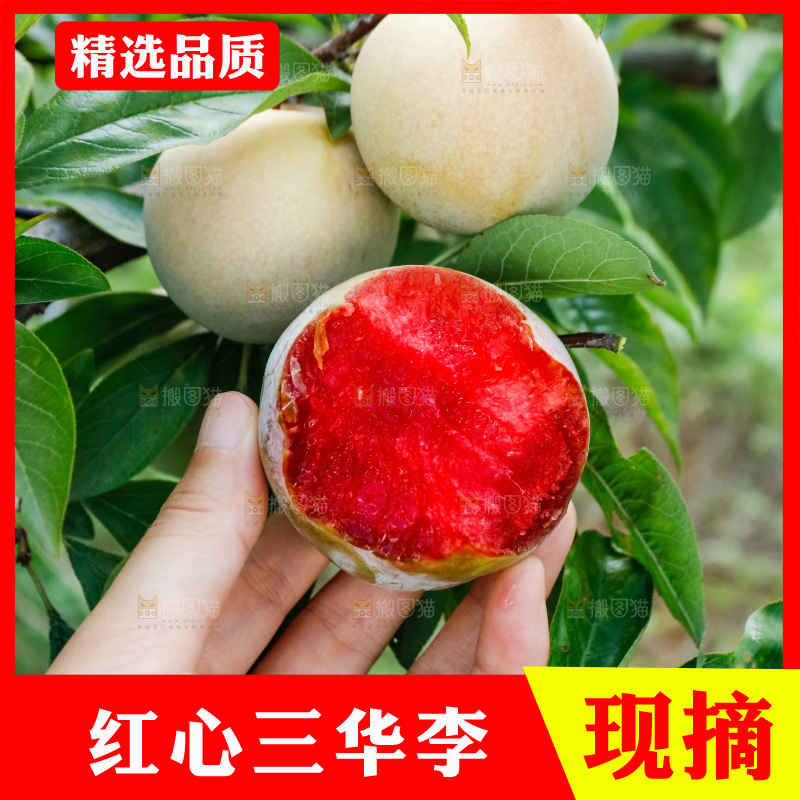 手里拿着红肉三华李