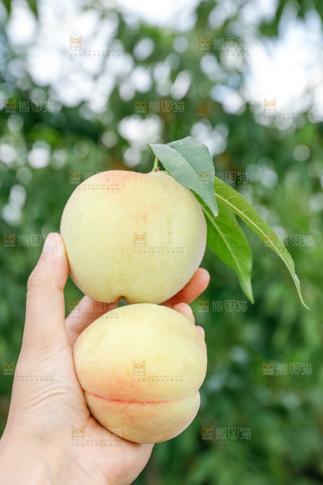 手里拿着现摘水蜜桃
