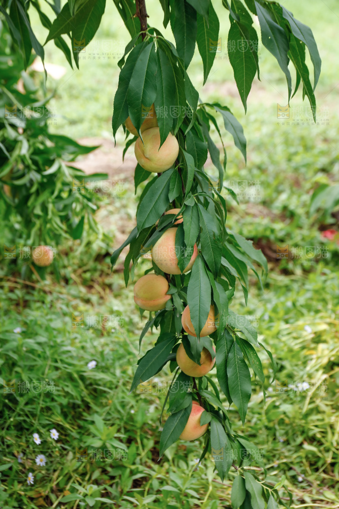 手里拿着现摘水蜜桃