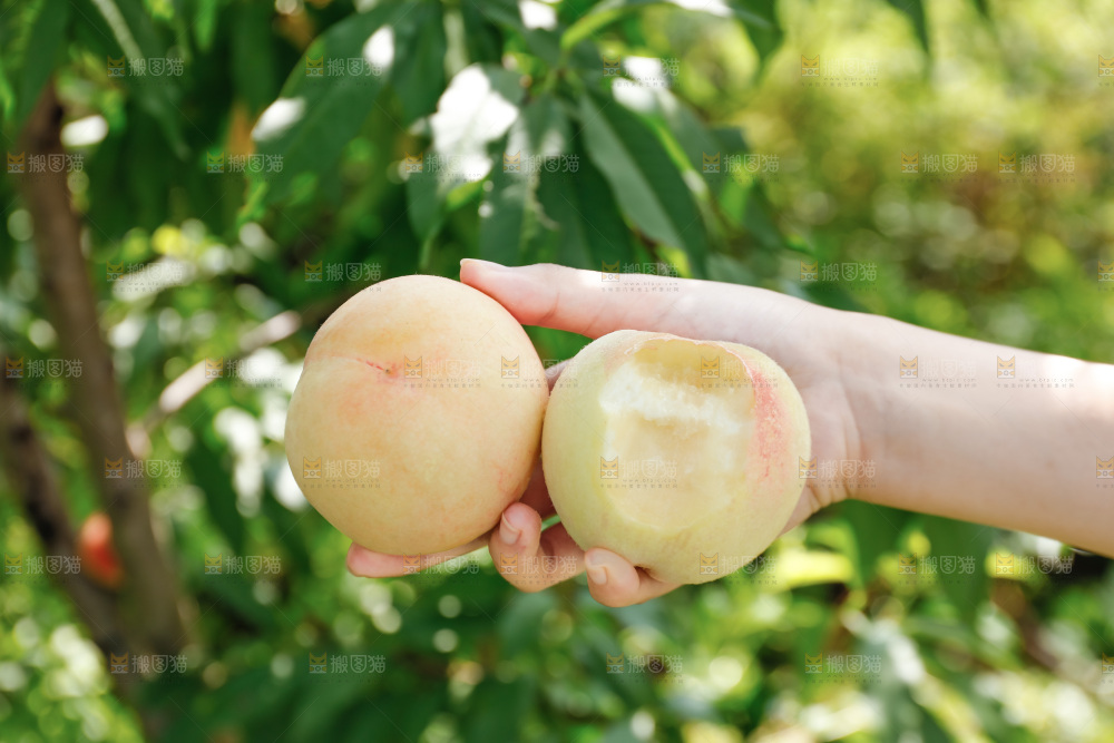 手里拿着现摘水蜜桃