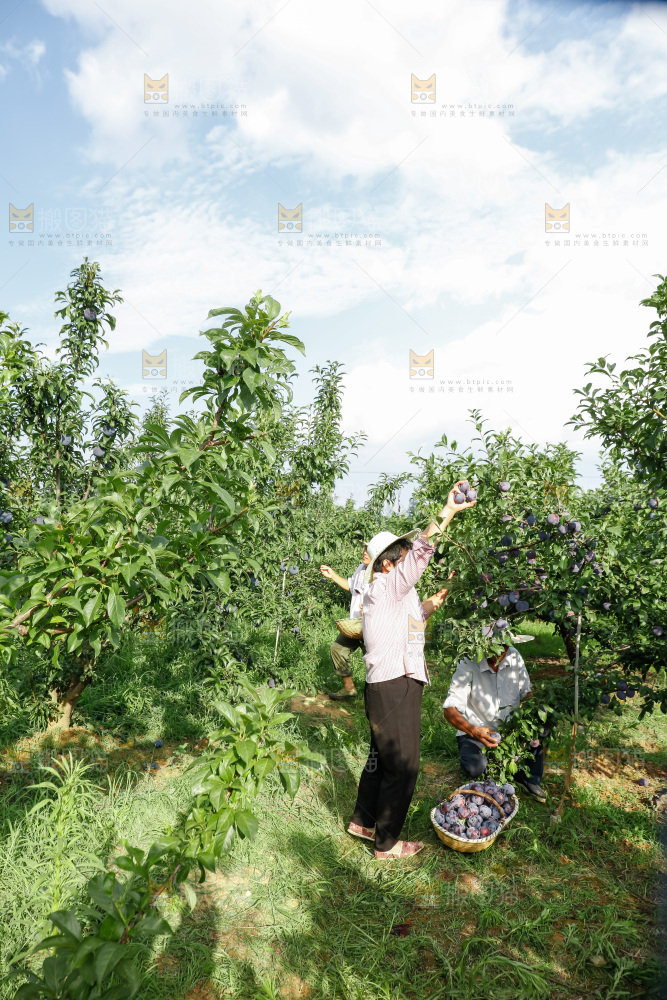 新鲜现摘黑布林