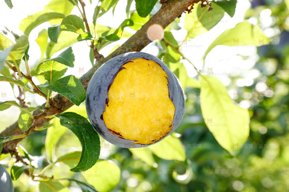 新鲜现摘黑布林