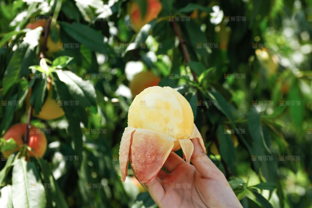 手里拿着现摘水蜜桃
