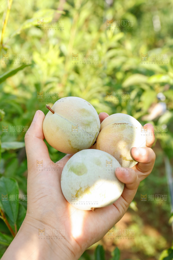 手里拿着红肉三华李