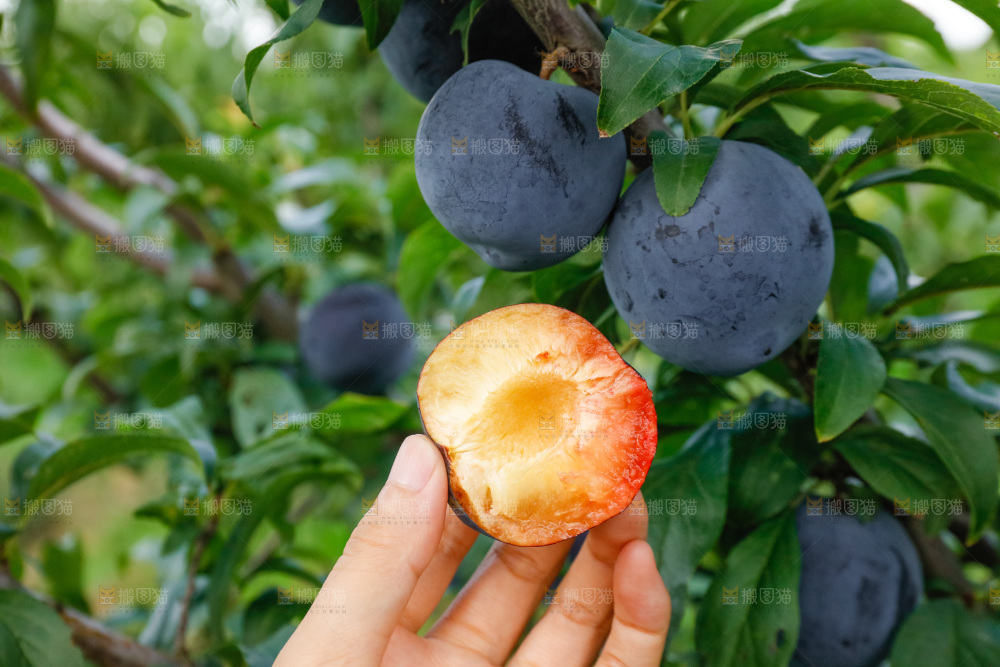新鲜现摘黑布林