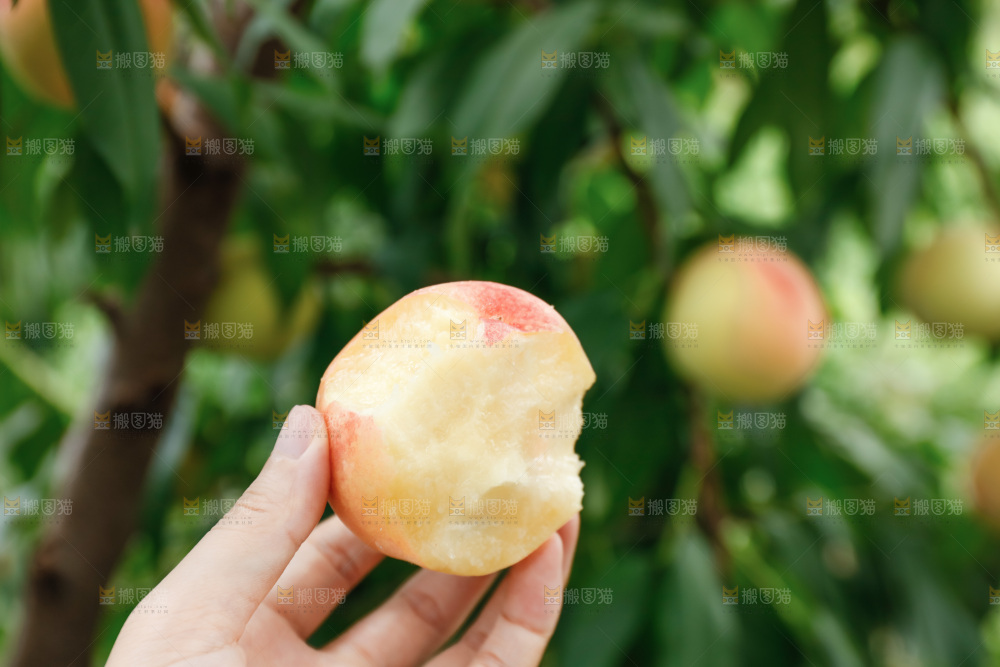 手里拿着现摘水蜜桃