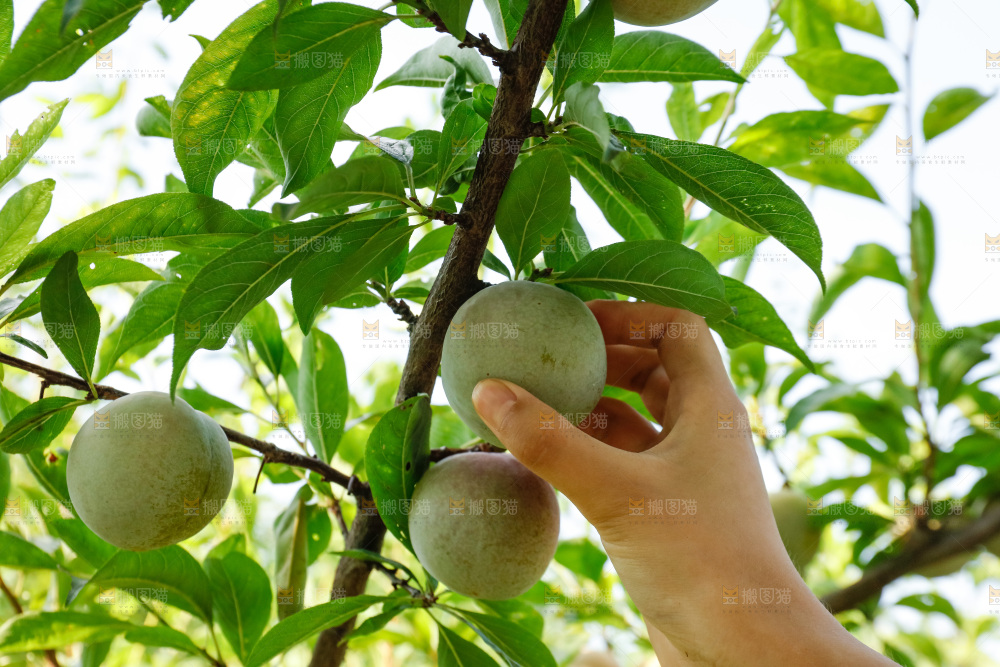 手里拿着红肉三华李