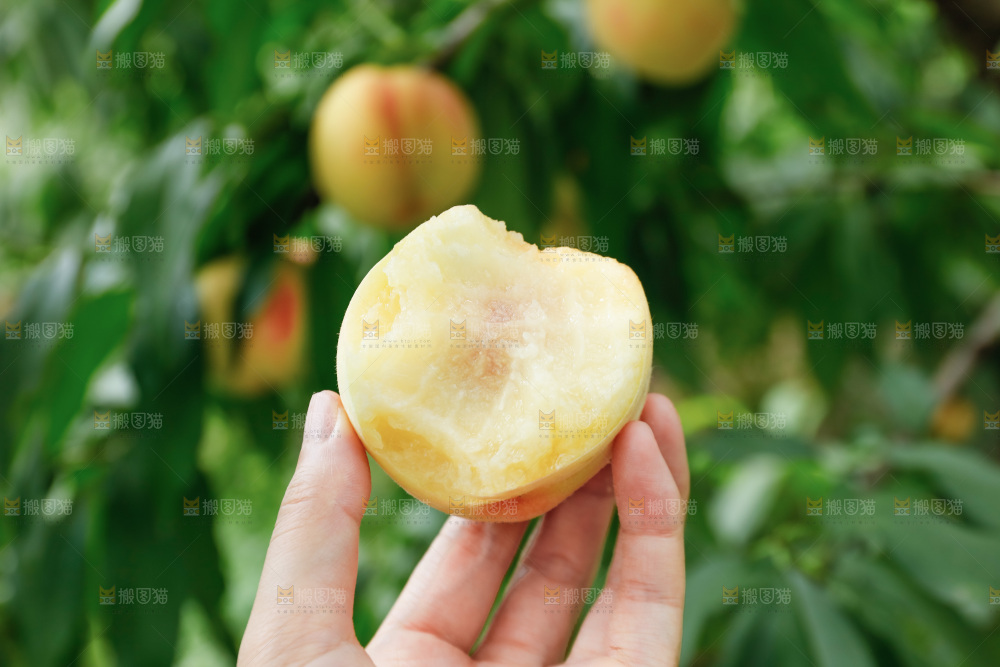 手里拿着现摘水蜜桃