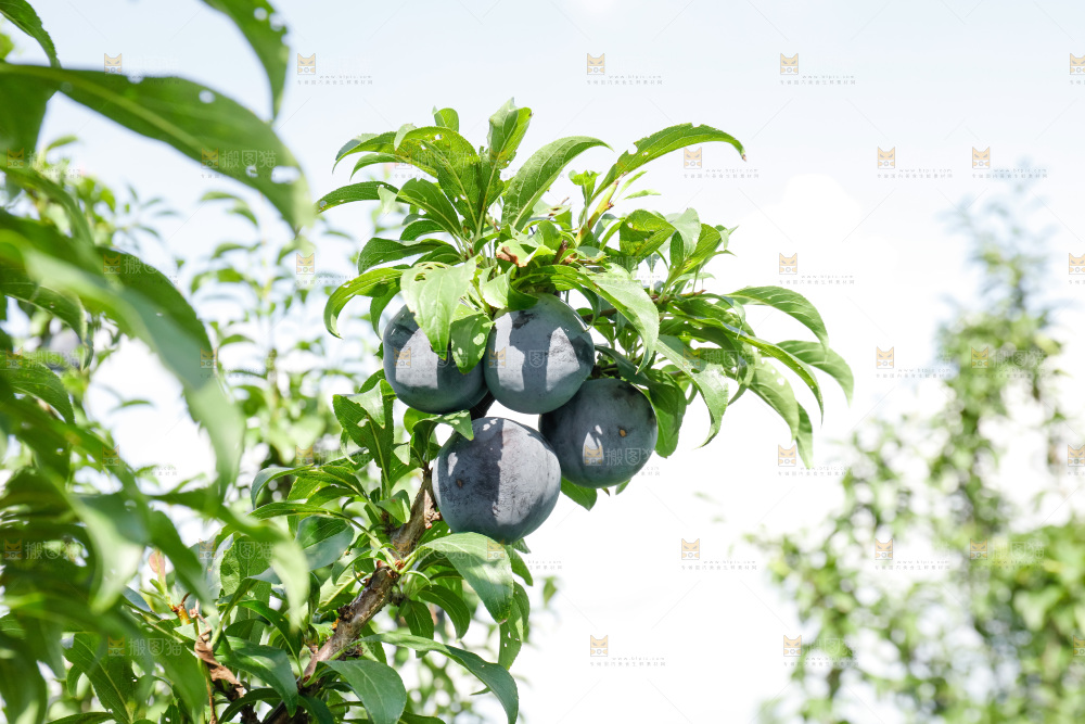 新鲜现摘黑布林