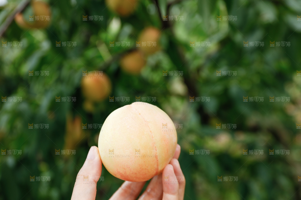 手里拿着现摘水蜜桃
