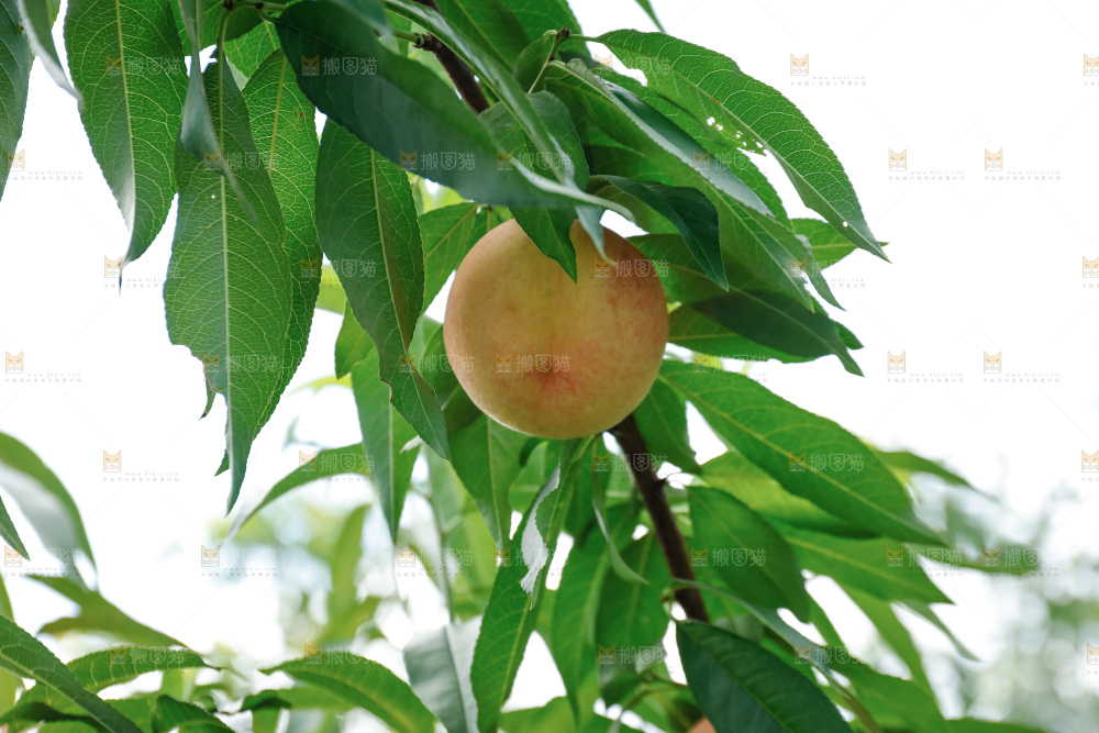 手里拿着现摘水蜜桃