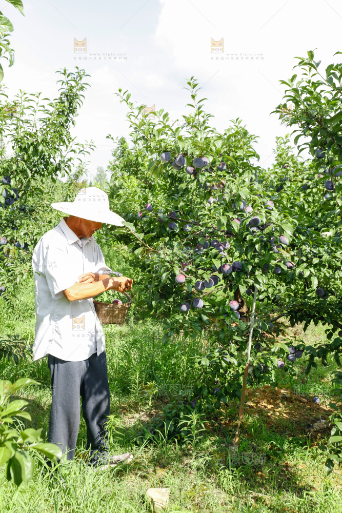 新鲜现摘黑布林