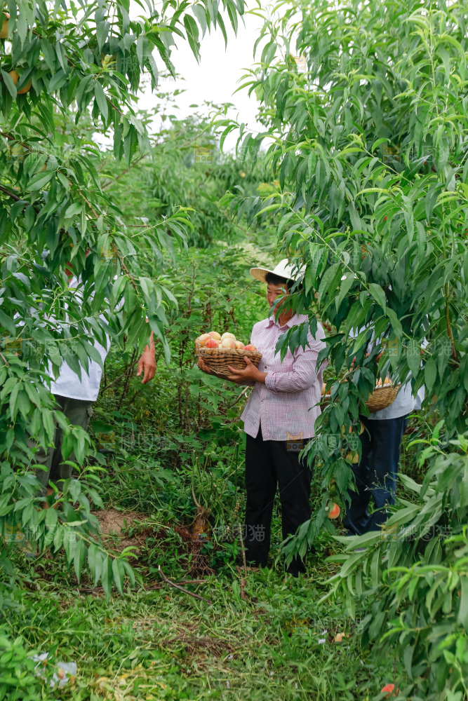手里拿着现摘水蜜桃