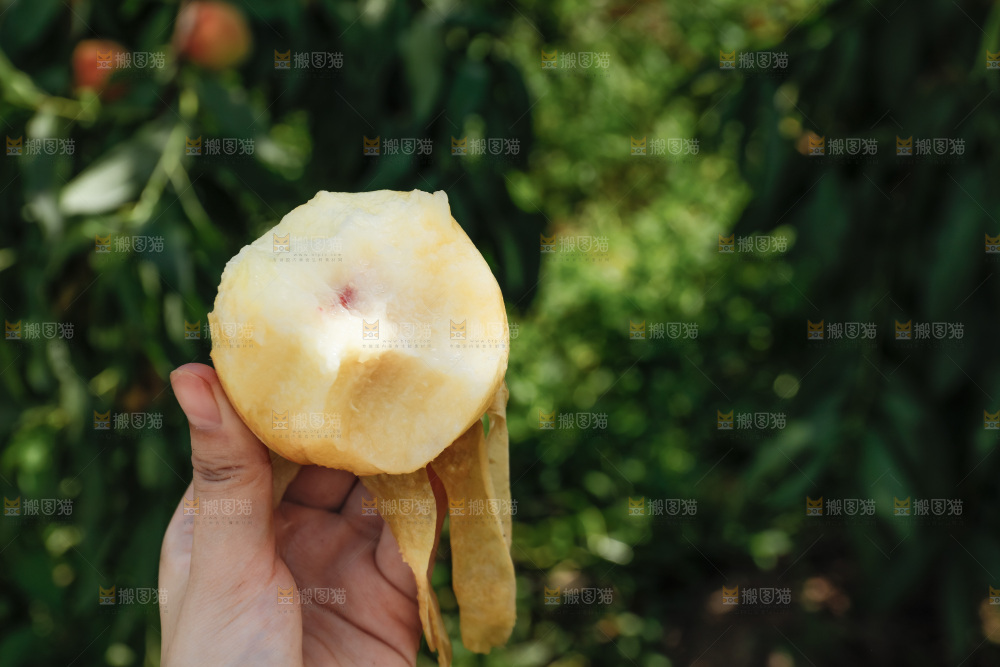 手里拿着现摘水蜜桃