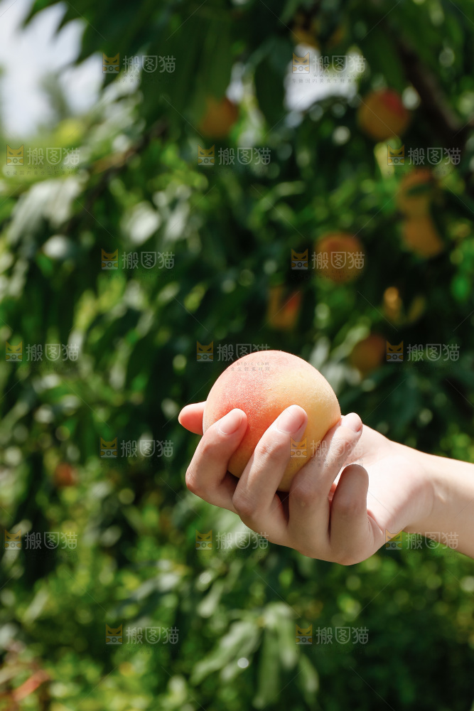手里拿着现摘水蜜桃