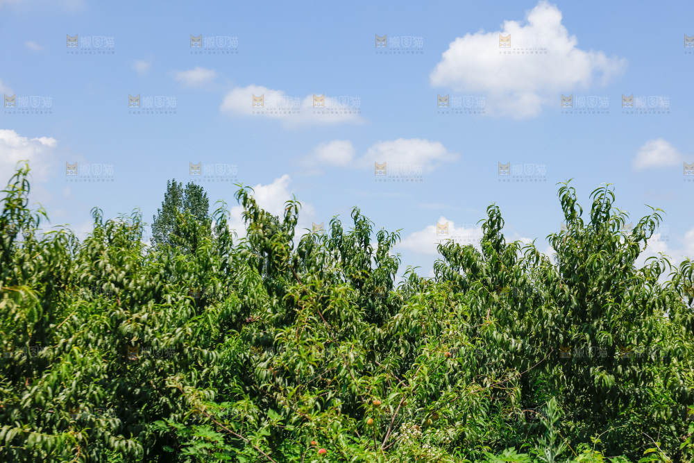 手里拿着现摘水蜜桃