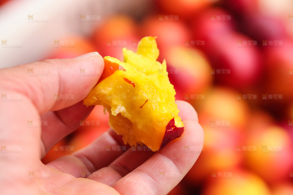 现摘的新鲜黄心油桃