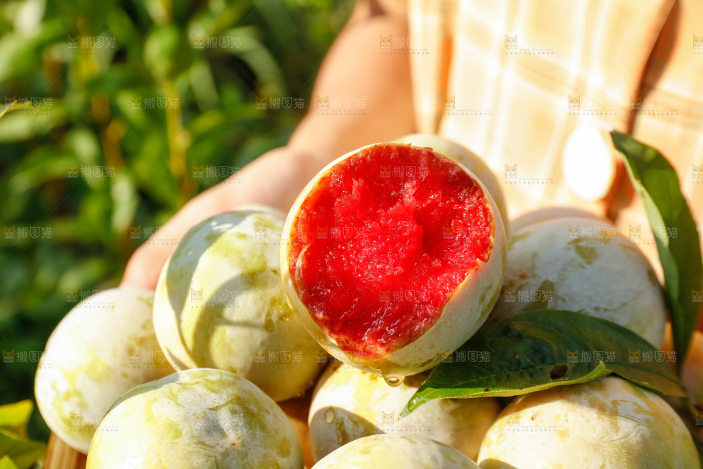 手里拿着红肉三华李