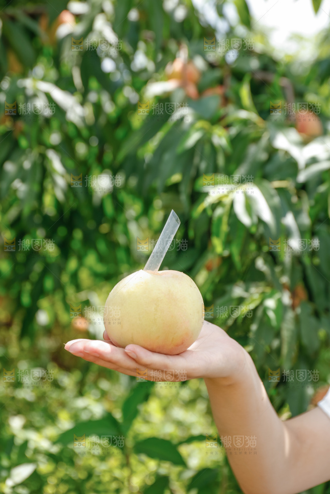 手里拿着现摘水蜜桃