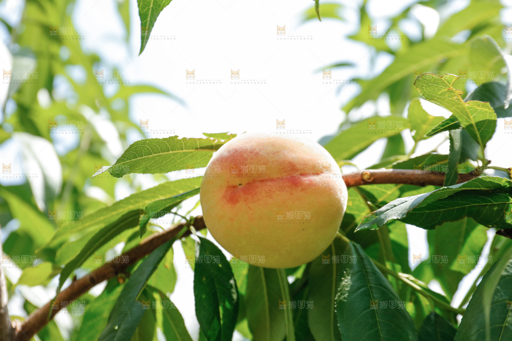手里拿着现摘水蜜桃