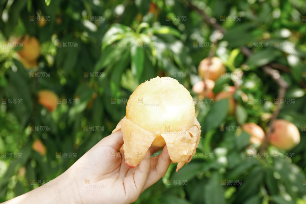 手里拿着现摘水蜜桃