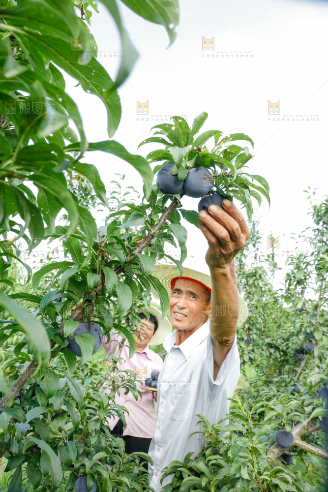 新鲜现摘黑布林