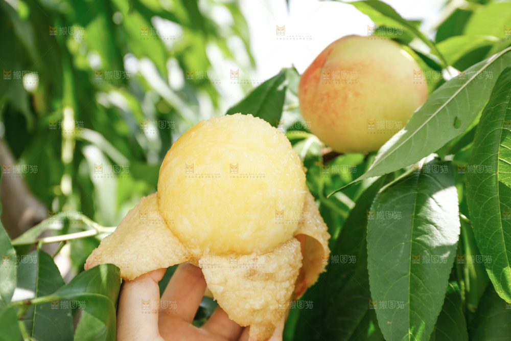 手里拿着现摘水蜜桃
