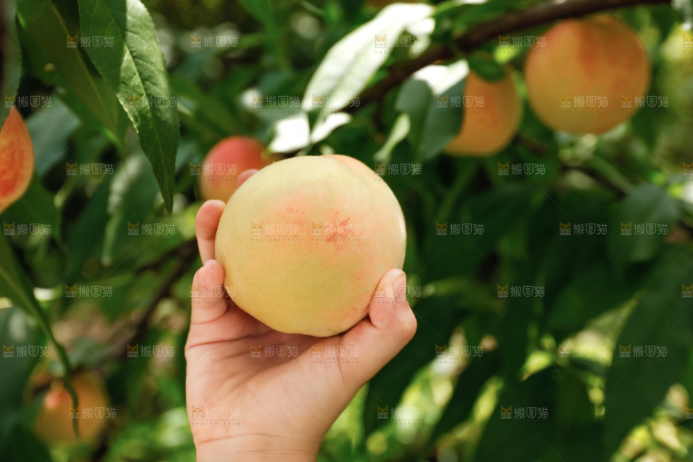 手里拿着现摘水蜜桃