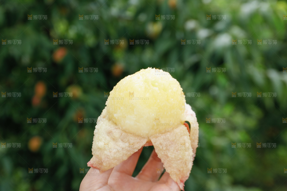 手里拿着现摘水蜜桃