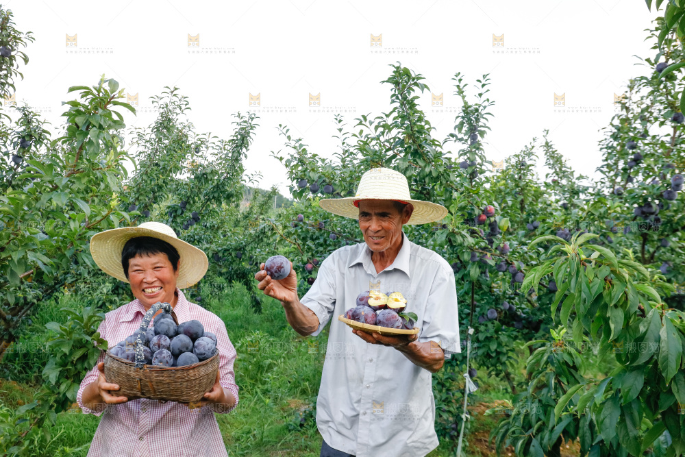 新鲜现摘黑布林