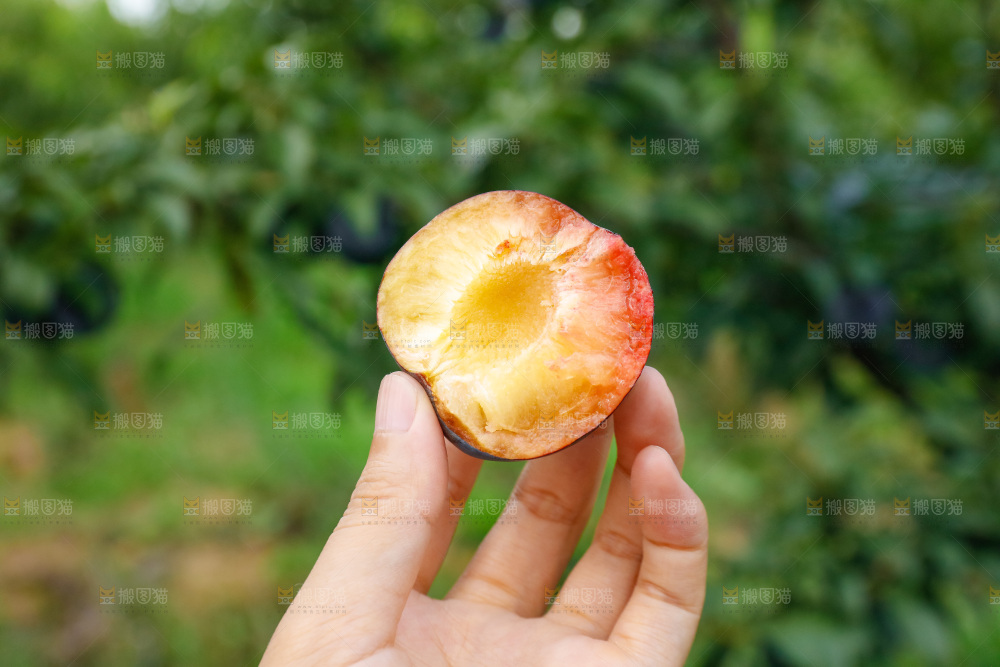 新鲜现摘黑布林