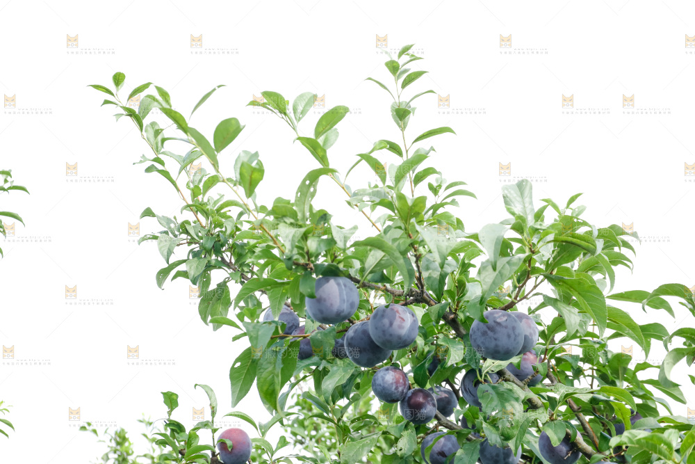 新鲜现摘黑布林