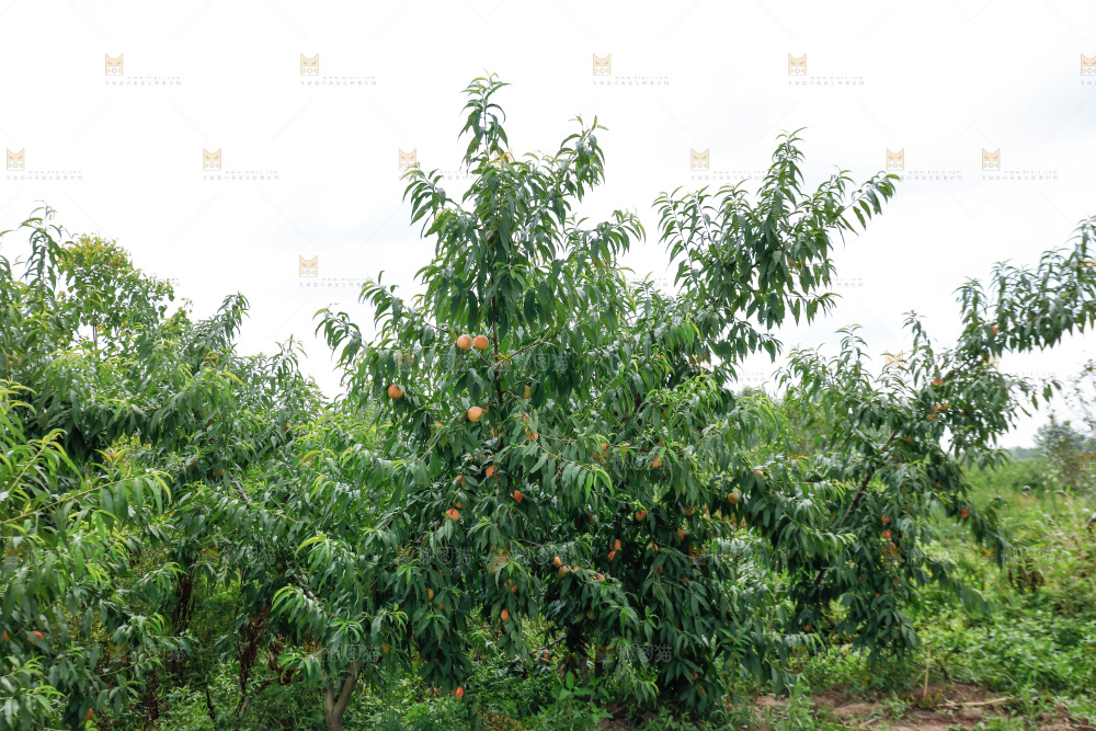 手里拿着现摘水蜜桃