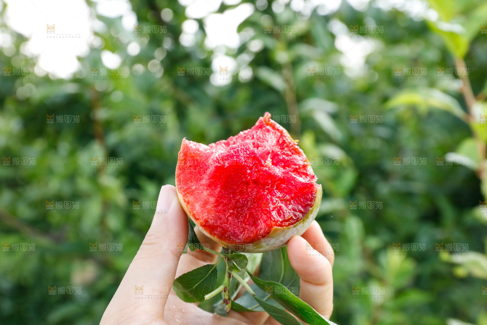 手里拿着红肉三华李