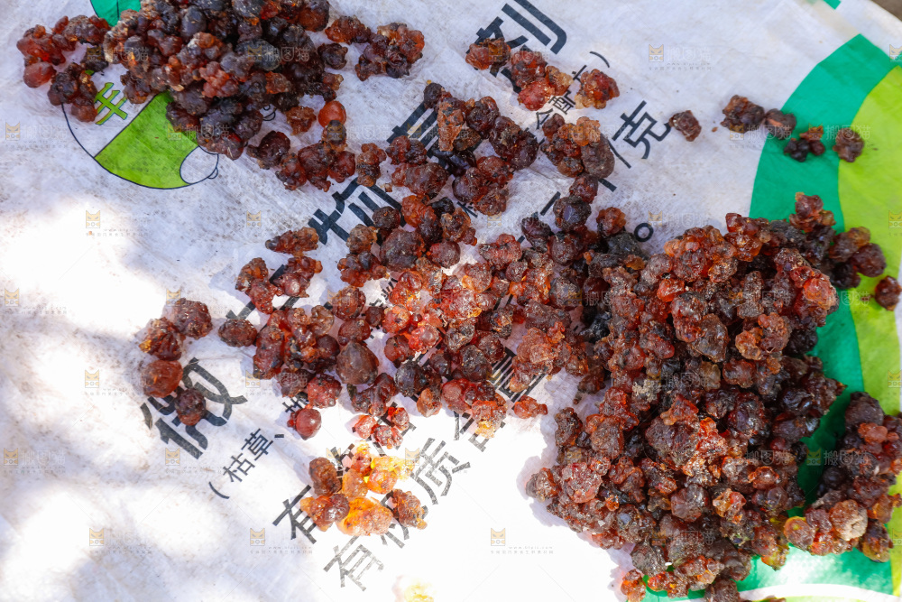 堆放着的现摘桃胶