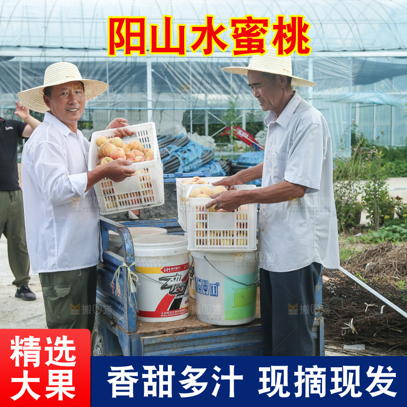 手里拿着现摘水蜜桃