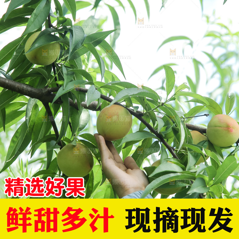 手里拿着现摘水蜜桃