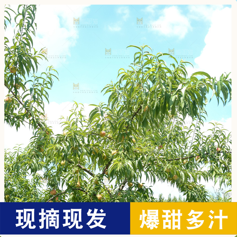 手里拿着现摘水蜜桃