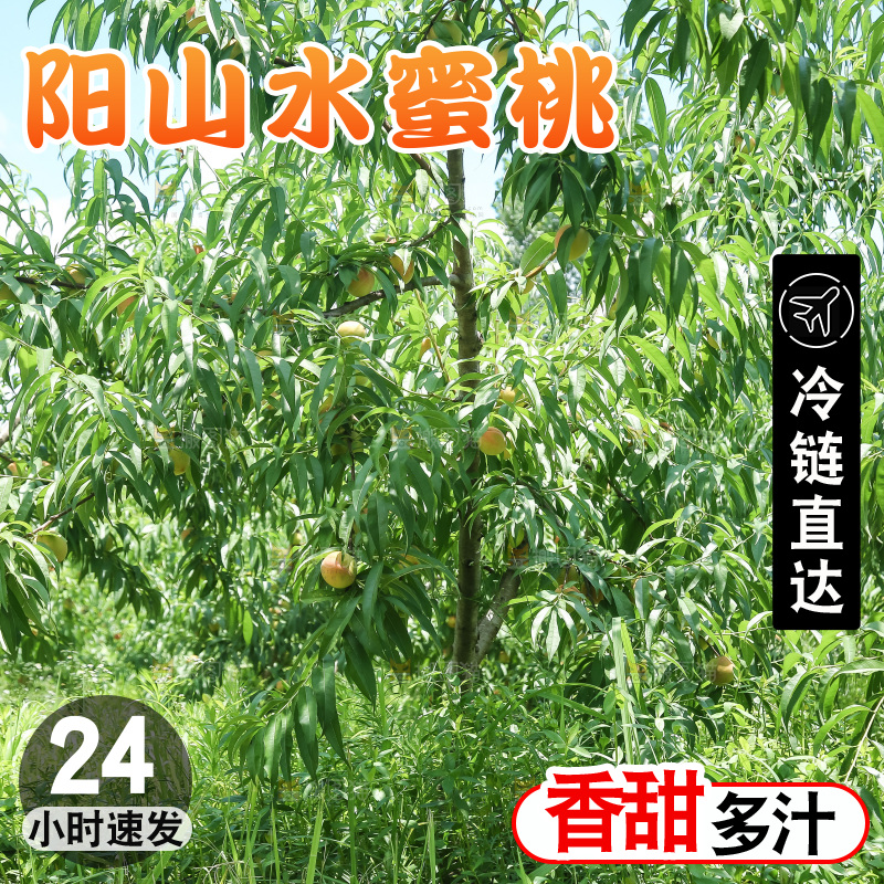 手里拿着现摘水蜜桃