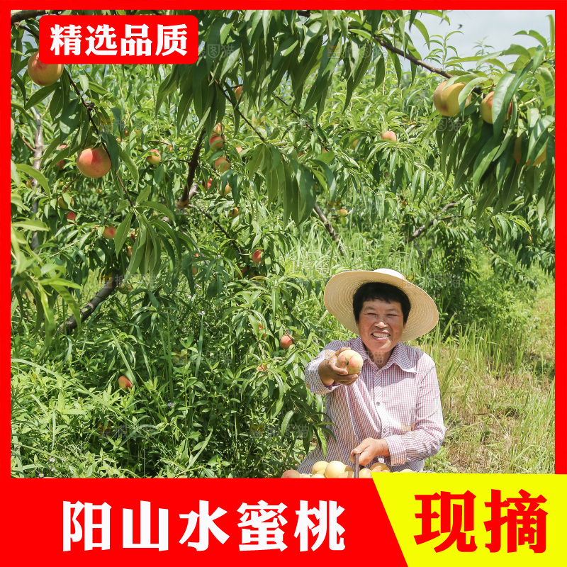 手里拿着现摘水蜜桃