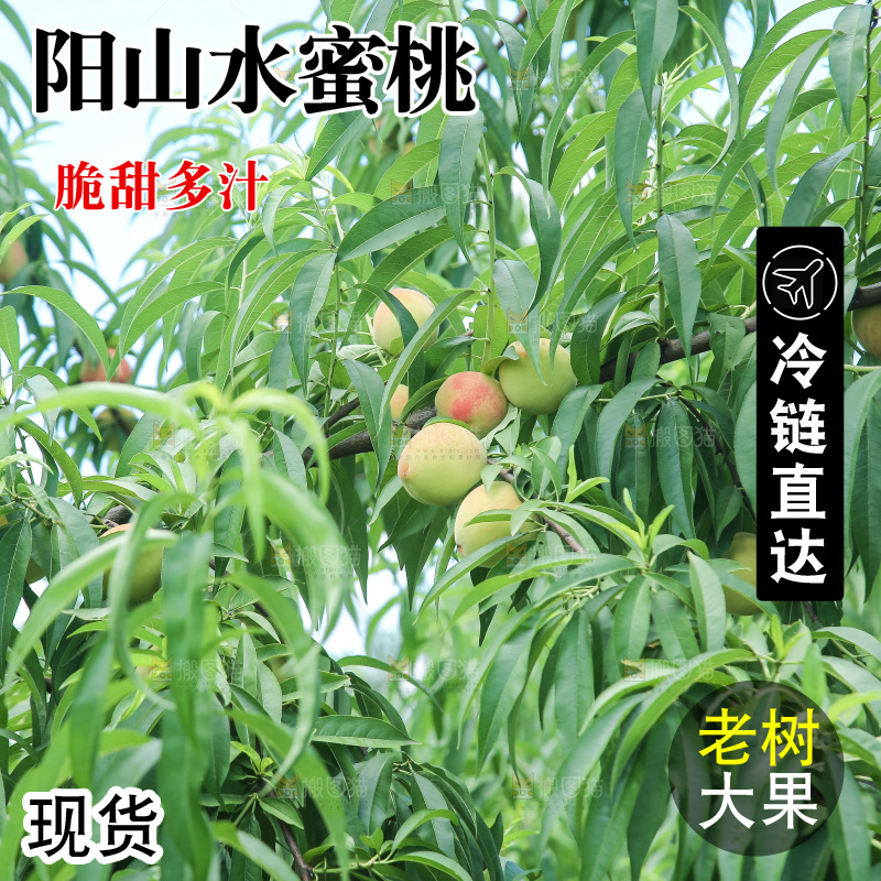 手里拿着现摘水蜜桃