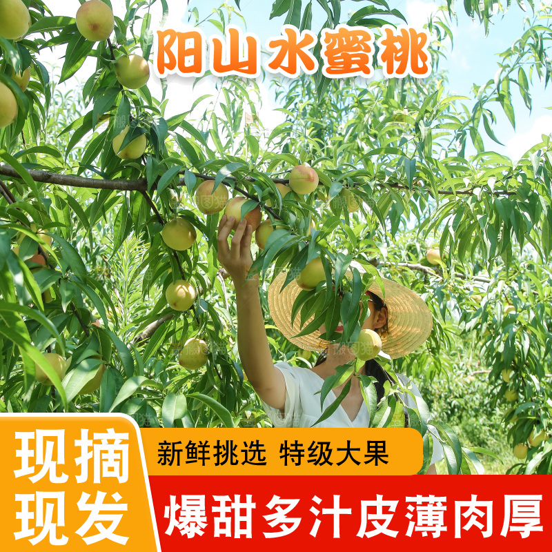 手里拿着现摘水蜜桃