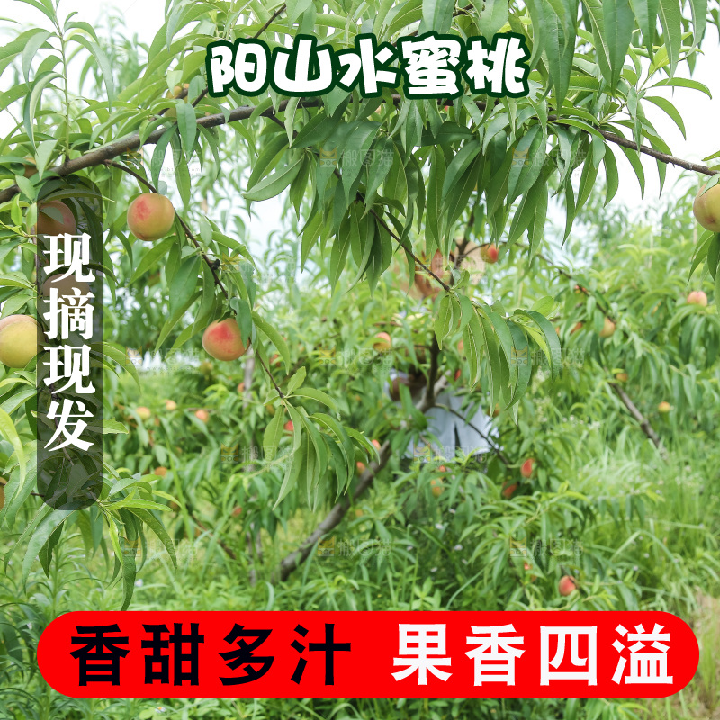 手里拿着现摘水蜜桃
