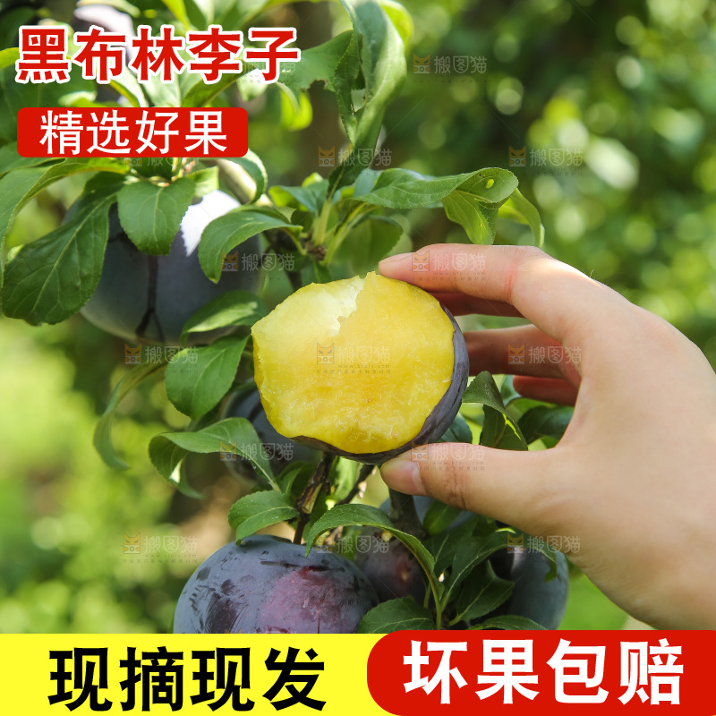 新鲜现摘黑布林