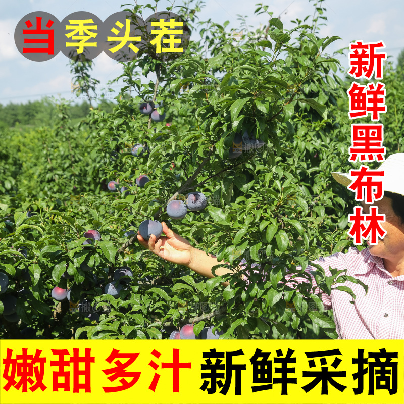 新鲜现摘黑布林