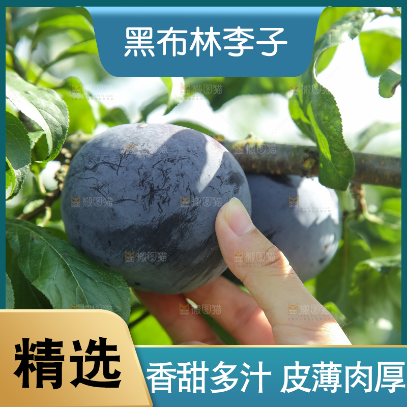 新鲜现摘黑布林